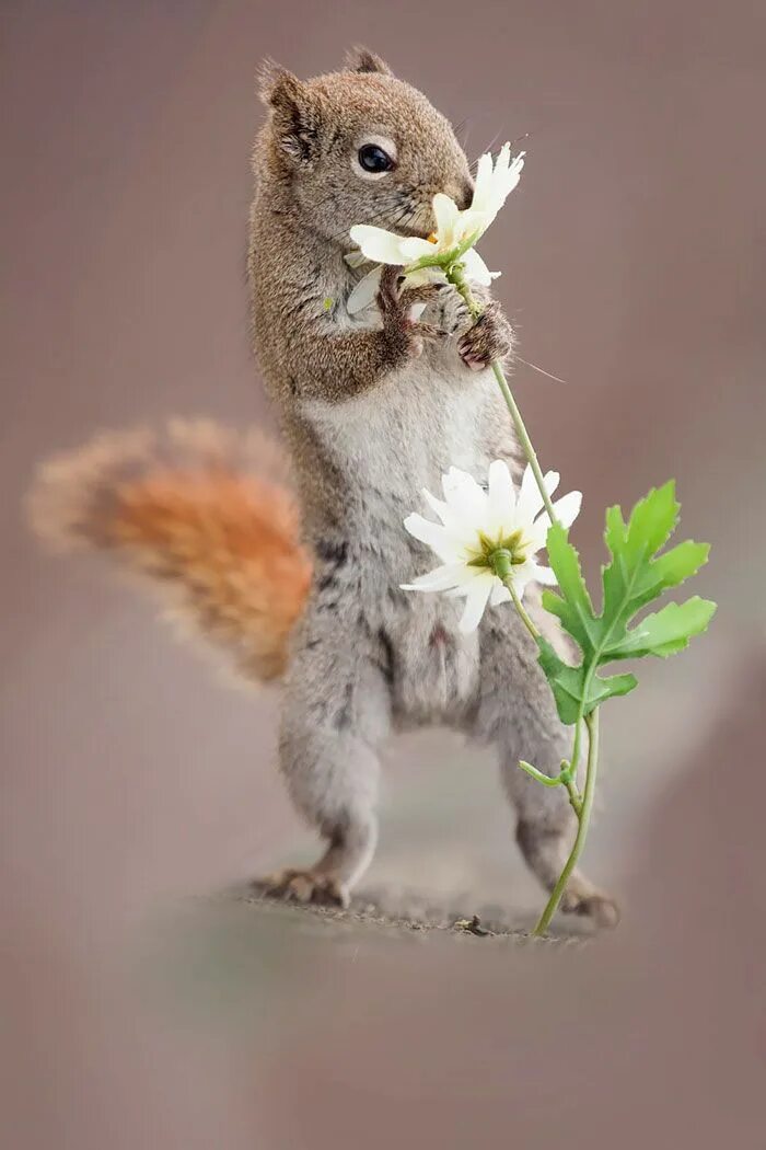Картинки доброго дня с животными смешные 50 Adorable Pics To Celebrate Squirrel Appreciation Day Cute animals, Animals be