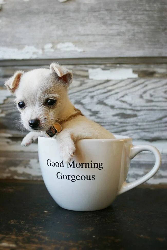 Картинки доброго дня с животными смешные You Are So Adorable imgbucket.com - bucket list in pictures! Animals, Cute anima