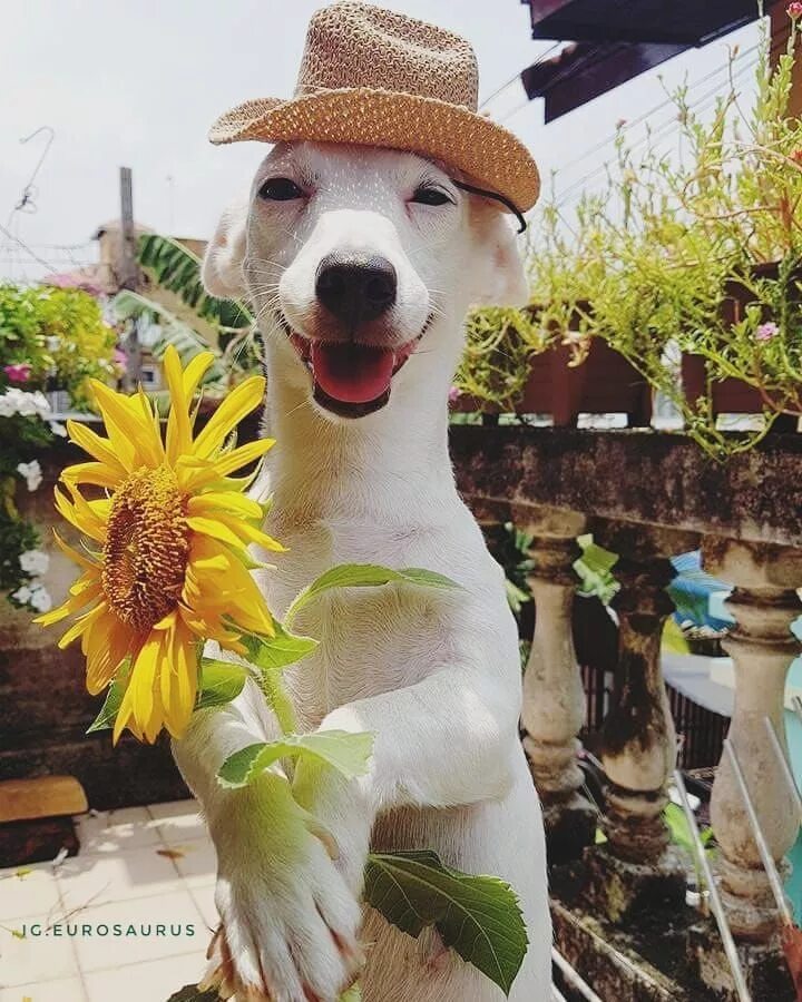 Картинки доброго дня с животными смешные Good morning Симпатичный щенок, Смешные фотографии животных, Смешные животные