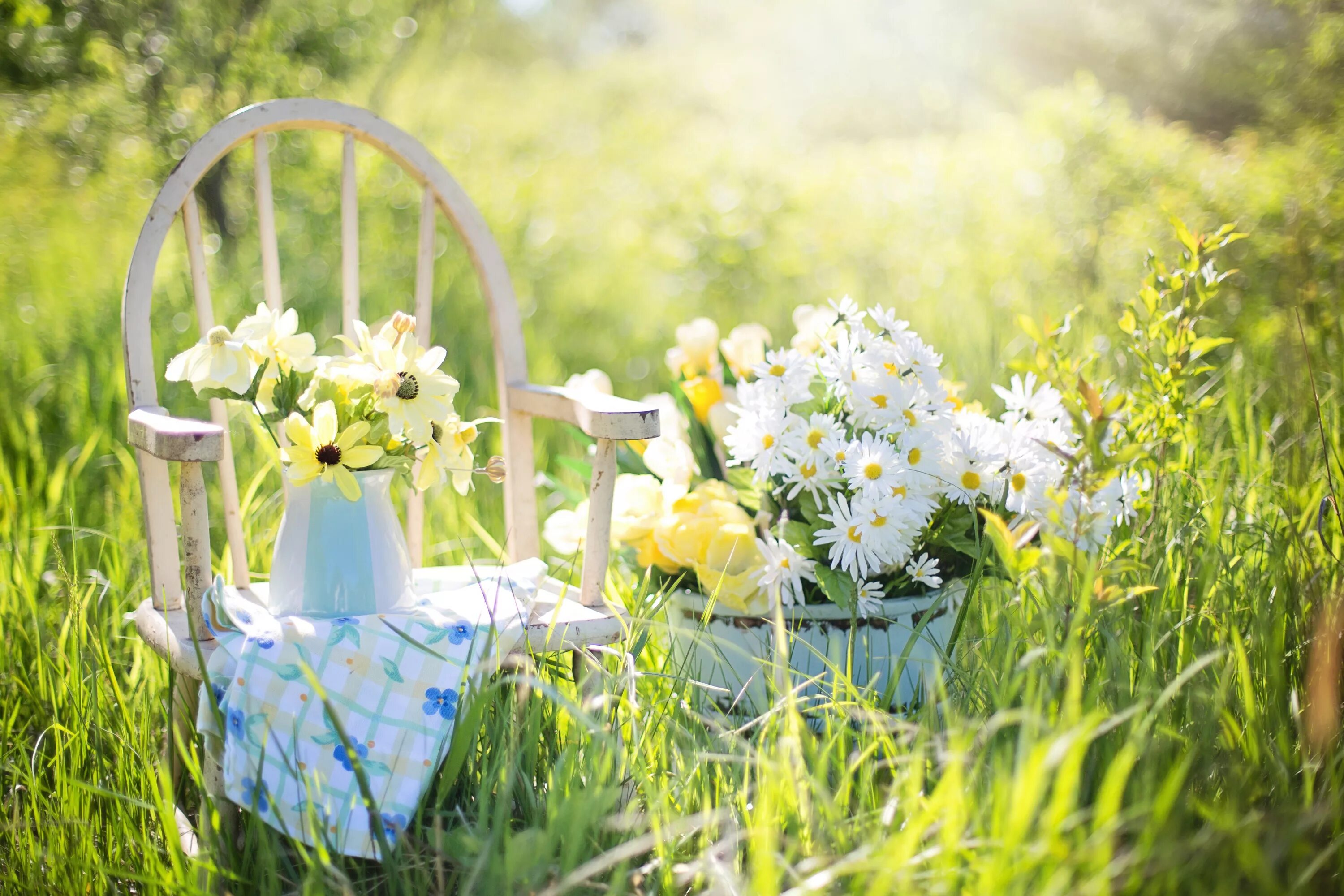 Картинки доброго летнего утра новые бесплатно Free Images : nature, grass, blossom, field, lawn, meadow, sunlight, green, bota