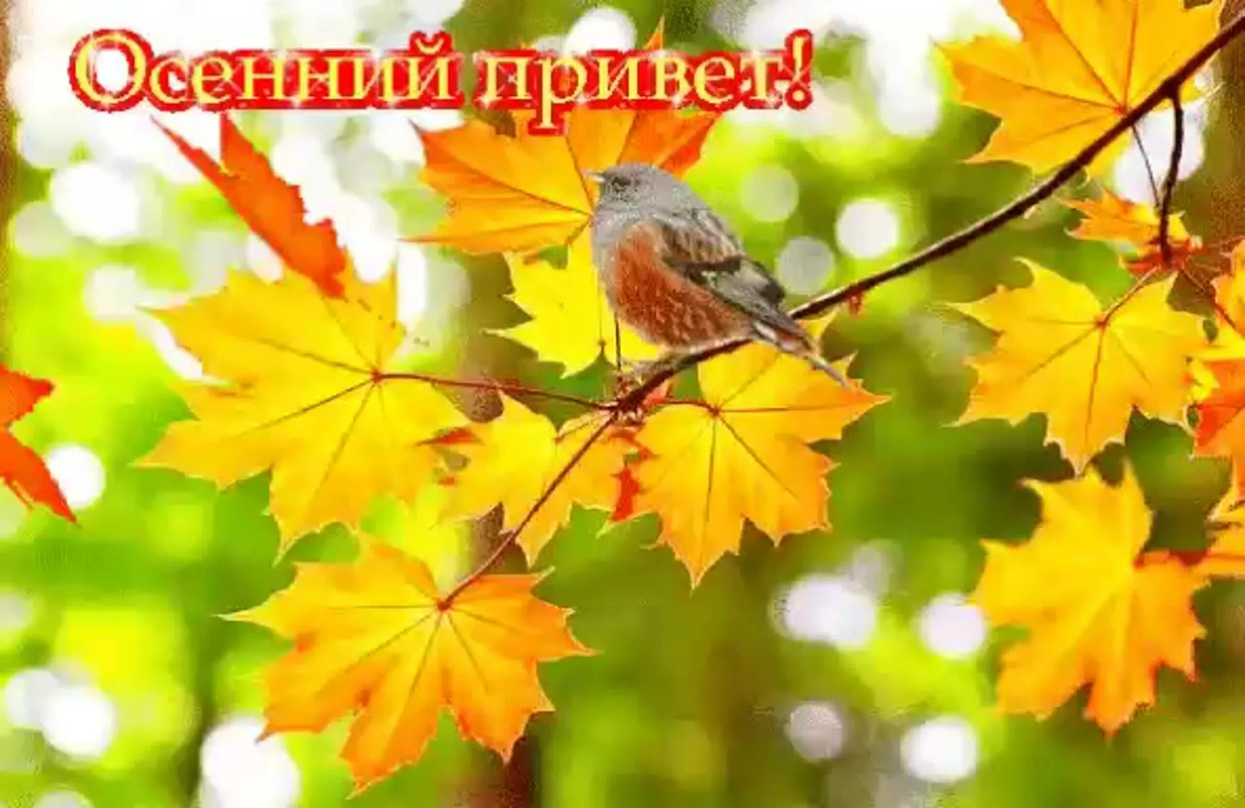 Картинки доброго осеннего дня и хорошего настроения Желаю всем хорошего позитивного осеннего дня, прекрасного настроения.