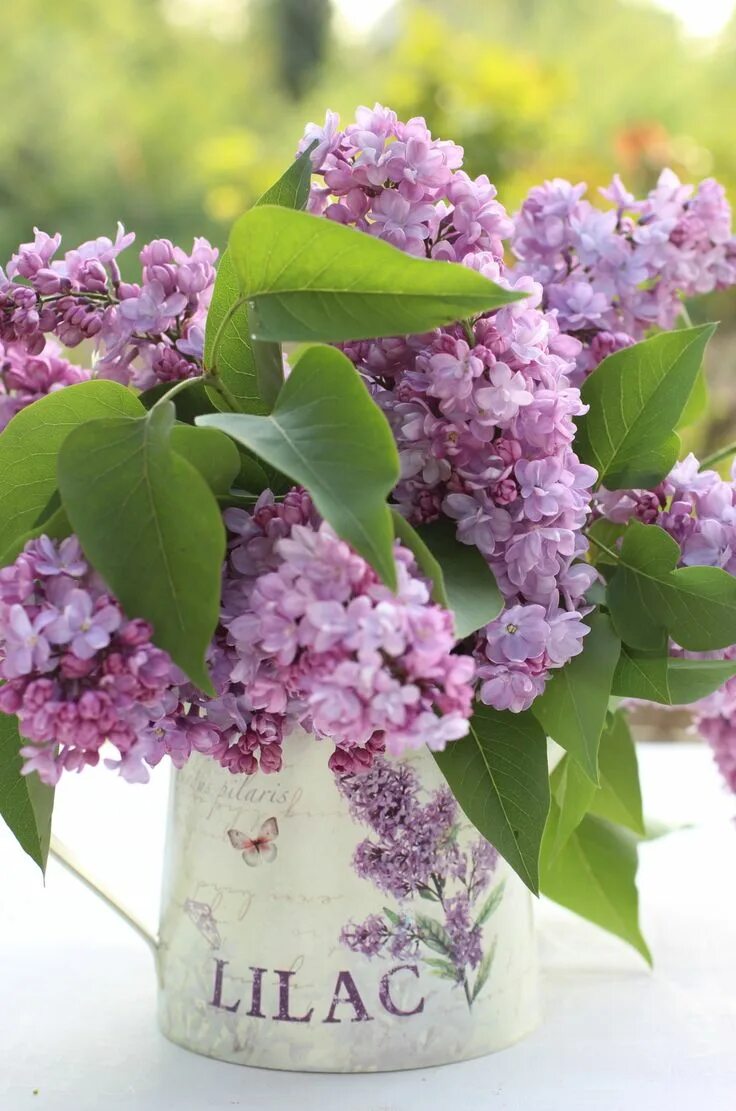 Картинки доброго утра мая с пожеланиями Lilac in spring #lilac #spring Сирень, Цветок гладиолус, Цветы