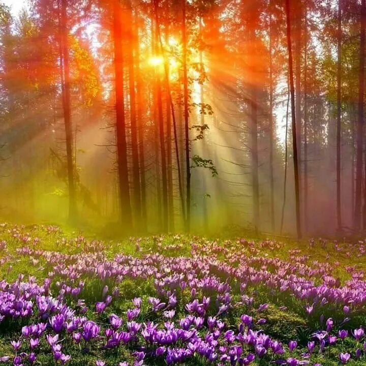 Картинки доброго утра пейзажи красивые скачать sun light Beautiful nature, Beautiful hydrangeas, Nature