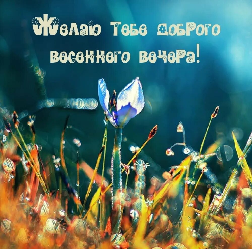 Картинки доброго вечера весенние позитивные красивые Открытки с весенним вечером и хорошим настроением: найдено 79 изображений