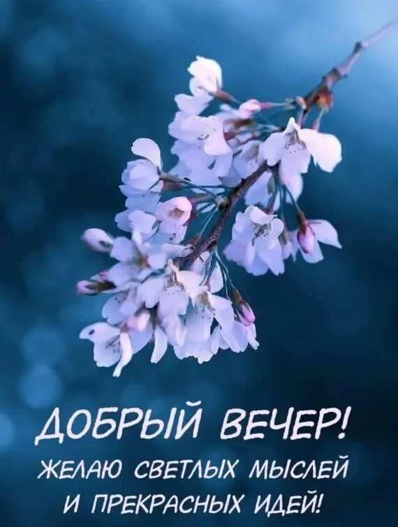 Картинки доброго вечера весенние позитивные красивые Открытки добрый вечер Good night, Night, Cards