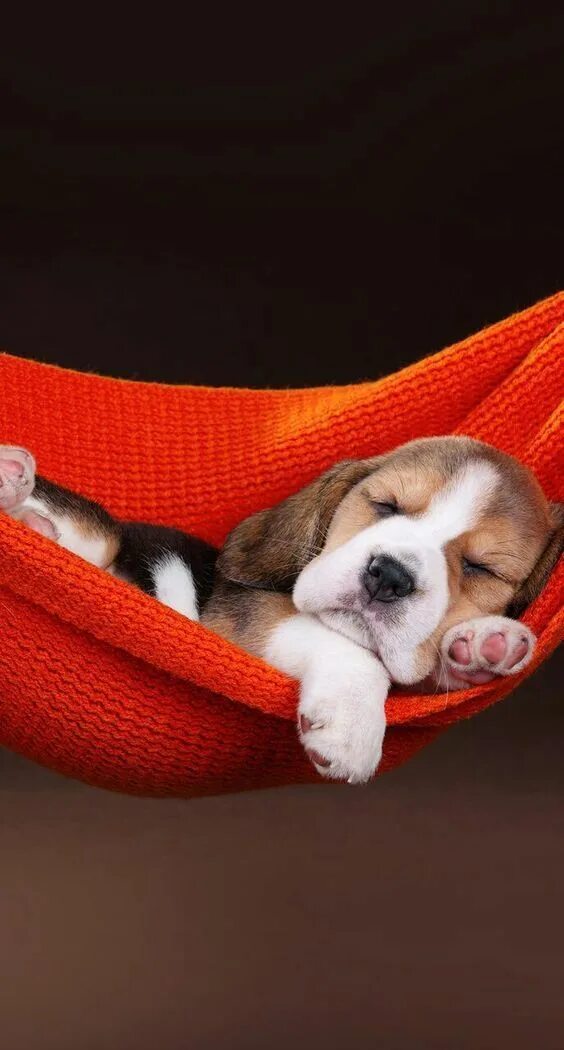 Картинки доброй ночи с животными новые How To Give Your Puppy The Healthiest Start To Life Cute dogs, Cute beagles, Pup