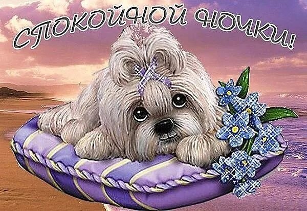 Картинки доброй ночи с животными новые Pin by Ksyusha on Спокойной ночки Teddy bear, Animals, Teddy