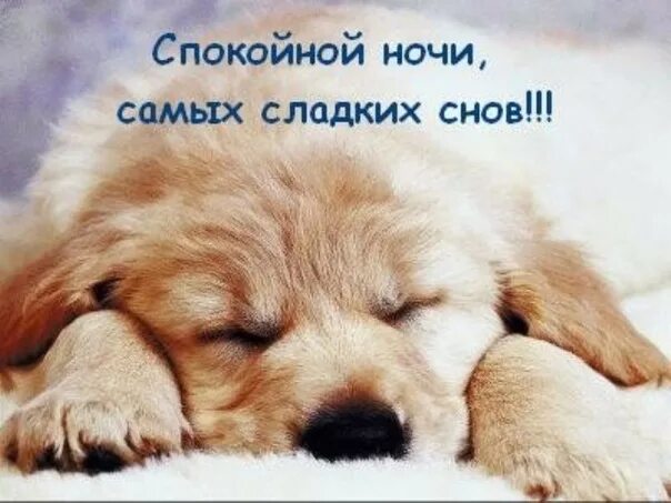 Картинки доброй ночи с животными новые Спокойной ночи, дорогие друзья! Сладких и приятных сновидений! 2020 Ветеринарная