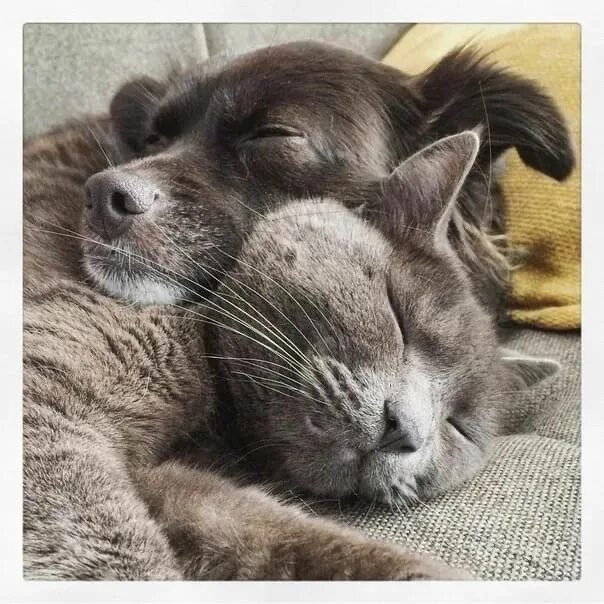 Картинки доброй ночи с животными новые Good and good dreams... 2022 Центр помощи животным "Дай шанс" - СПБ VK