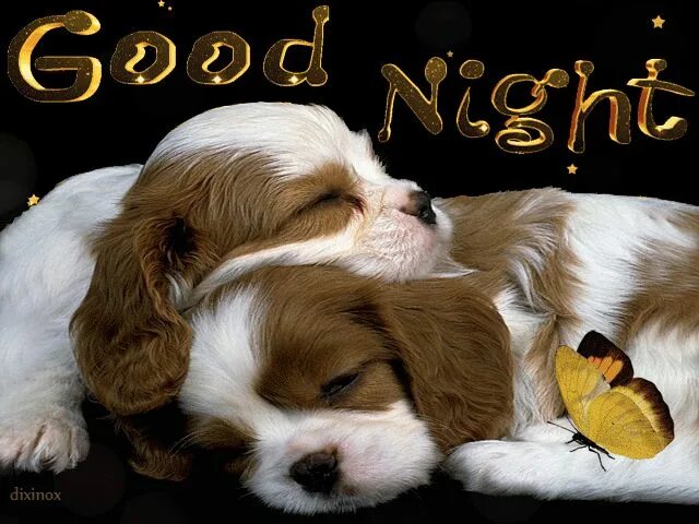 Картинки доброй ночи с животными новые Pin by maria ionescu on Good night Merry christmas pictures, Dogs and puppies, C