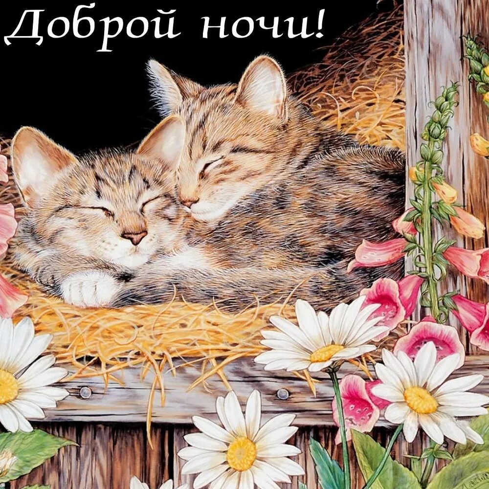 Картинки доброй ночи с животными новые Доброй ночи! Открытка со спящими кошками и цветами