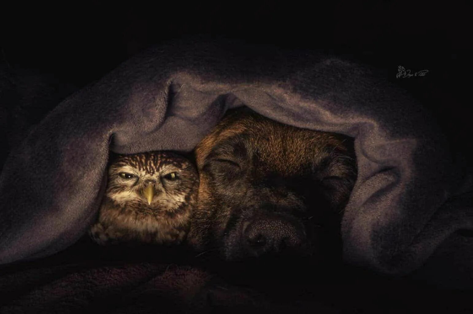 Картинки доброй ночи с животными новые These 17+ Photos Of A Gentle Giant And Tiny Rescue Owl Are The Only Thing You Ne