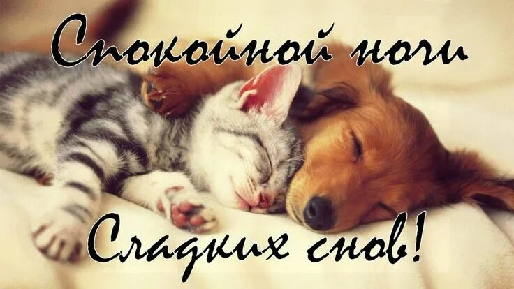Картинки доброй ночи с животными новые Красивое пожелание СПОКОЙНОЙ НОЧИ! - YouTube Спокойной ночи, Ночь, Красивые цита