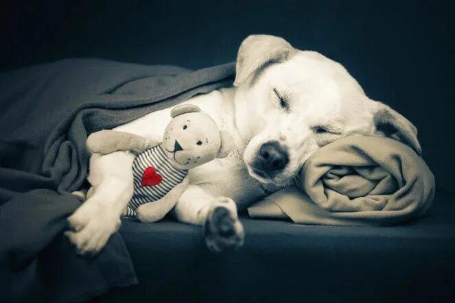 Картинки доброй ночи с животными новые Pin on Bora Refletir Cute animals, Cute funny animals, Pets