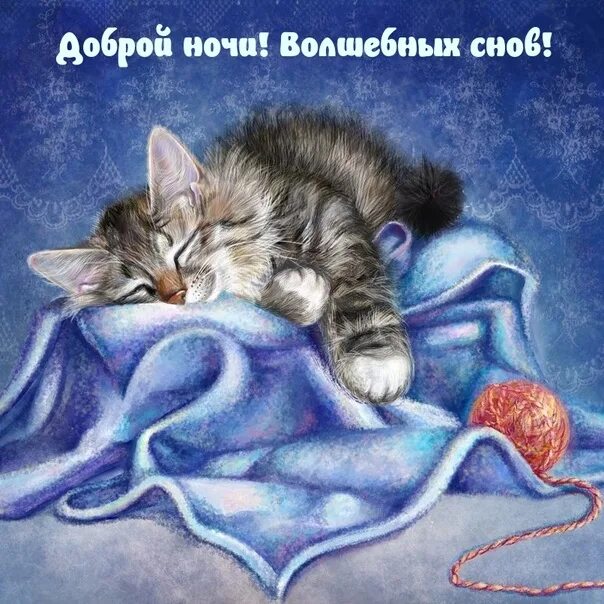 Картинки доброй ночи с животными новые Congratulation Friends ➡ https://vk.cc/cdLJeD 2022 Доброе Утро - Доброй Ночи VK