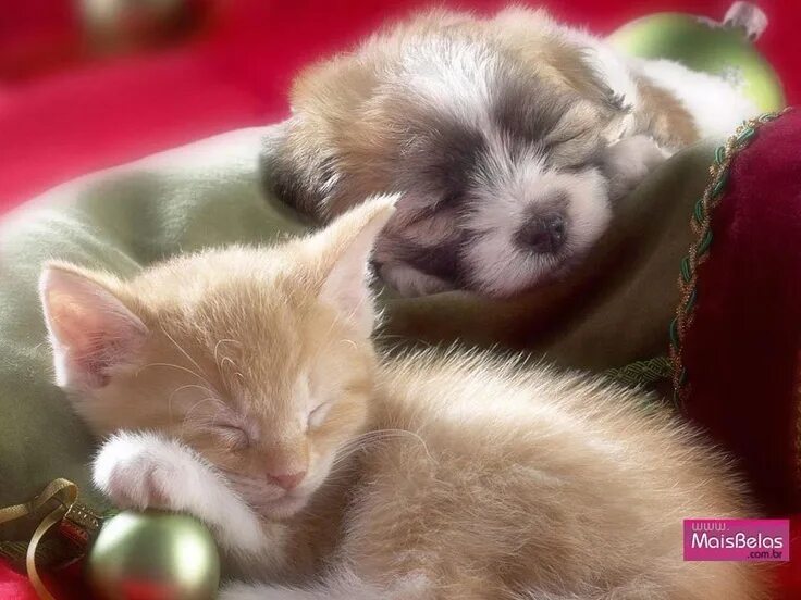 Картинки доброй ночи с животными новые Good dreams! Baby animals, Kittens and puppies, Cute animals