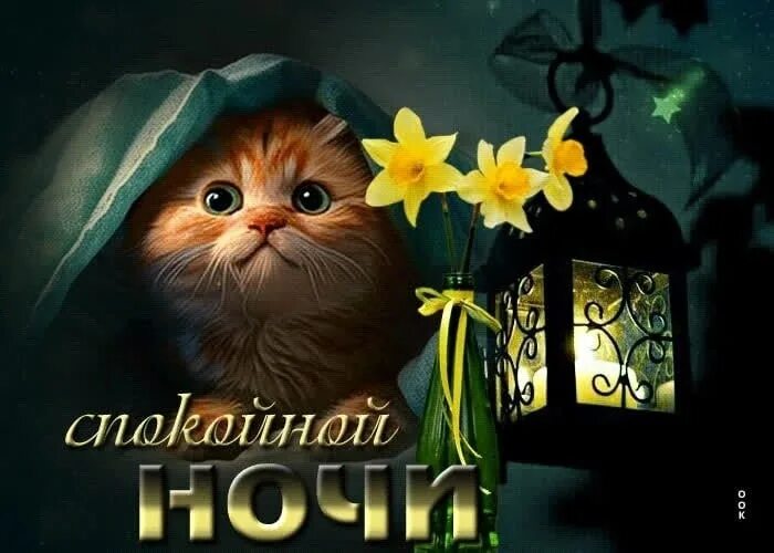 Картинки доброй ночи с животными новые Спокойной ночи, засыпай, Пусть сниться сон благой! Наполнит силой он тебя, Подар
