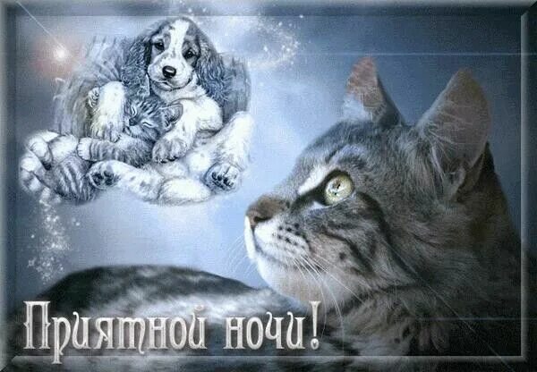 Картинки доброй ночи с животными новые Пин от пользователя Светлана Турчиняк на доске Открытки. Ночь, Открытки, Сон