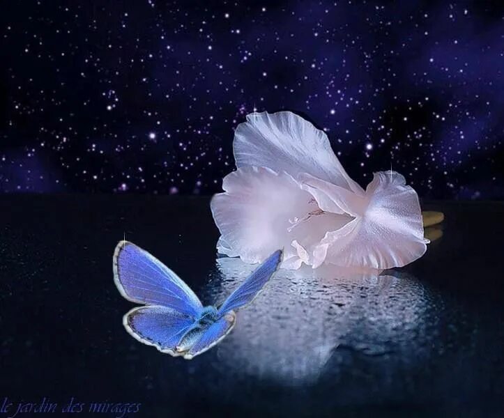 Картинки доброй ночи женщине позитивные необычные нежные Borboletas são tão belas! Paz e amor, Borboletas, O melhor de mim