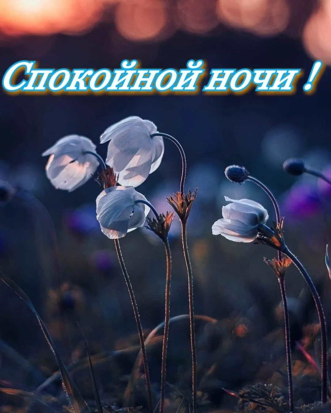 Картинки доброй ночи женщине позитивные необычные нежные Pin von Баталина Людмила auf Спокойной ночи. Grüße