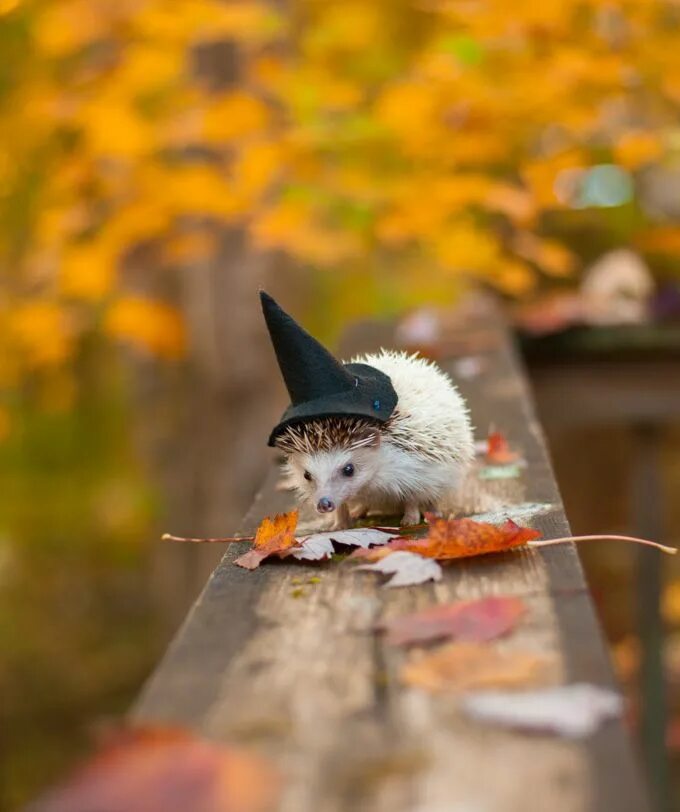 Картинки добрые позитивные осенние Halloween animals, Fall pictures, Fall wallpaper