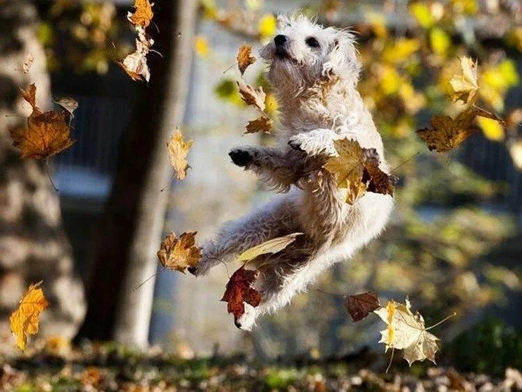 Картинки добрые позитивные осенние 23 Funny Fall Animal Pictures That Are So Cute You'll Smile Funny animals, Anima