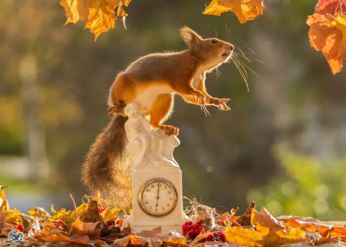 Картинки добрые позитивные осенние I Shoot Squirrels In My Backyard, And I Can Almost Make A Living From What I Lov