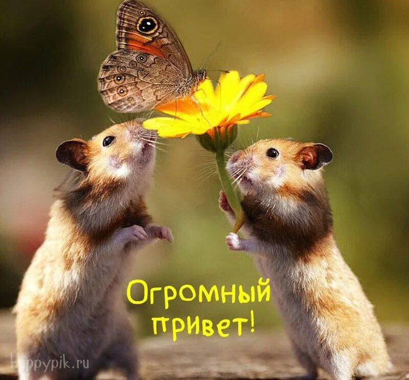 Картинки добрые позитивные с животными Картинки с надписью Приветик, Привет и др. Более 40 оригинальных картинок. Карти