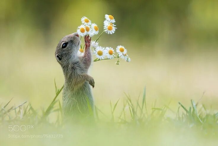 Картинки добрые позитивные с животными A Walk on the Wild Side: A Collection of Wildlife Photography in 2024 Animals wi