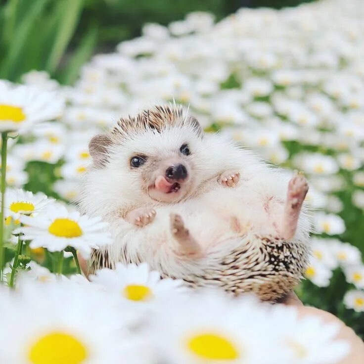 Картинки добрые позитивные с животными Pin on Hedgehog