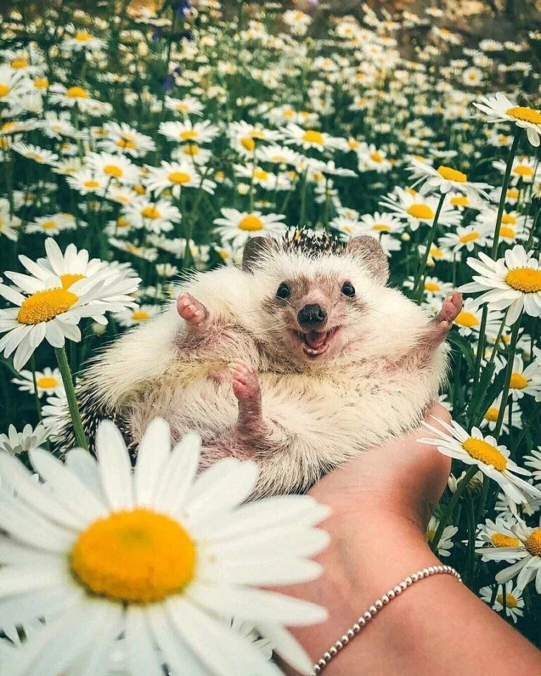 Картинки добрые позитивные с животными Pin on Animals Cute baby animals, Cute little animals, Cute animals