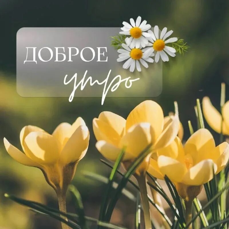 Картинки добрым утром летние позитивные красивые С бодростью, новыми радостями и исполнениями желаний! Пусть ваш день пройдет усп