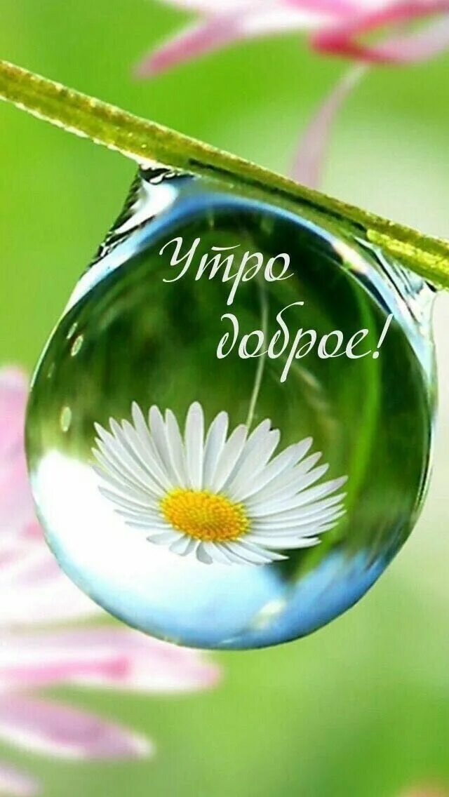 Картинки добрым утром летние позитивные красивые Самые красивые картинки (38 картинок) Good morning cards, Good night love images