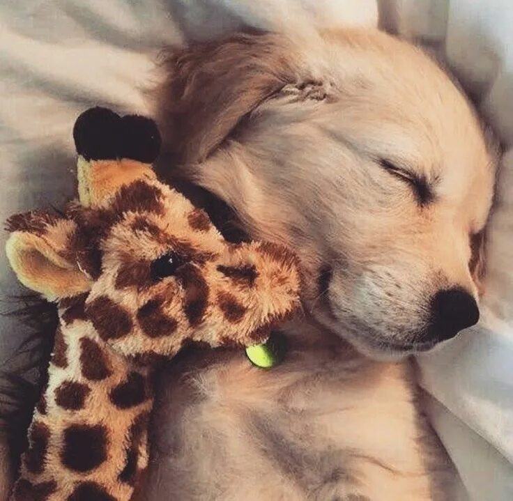 Картинки добрым утром с животными новые Arranged Marriage to HIM Super cute puppies, Cute puppy wallpaper, Cute dogs