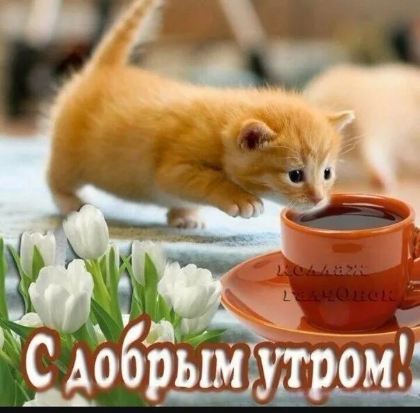 Картинки добрым утром с животными новые Доброе утро! 2021 Помогите Фокину Егору!!! ДЦП! СБОР ЗАКРЫТ ВКонтакте