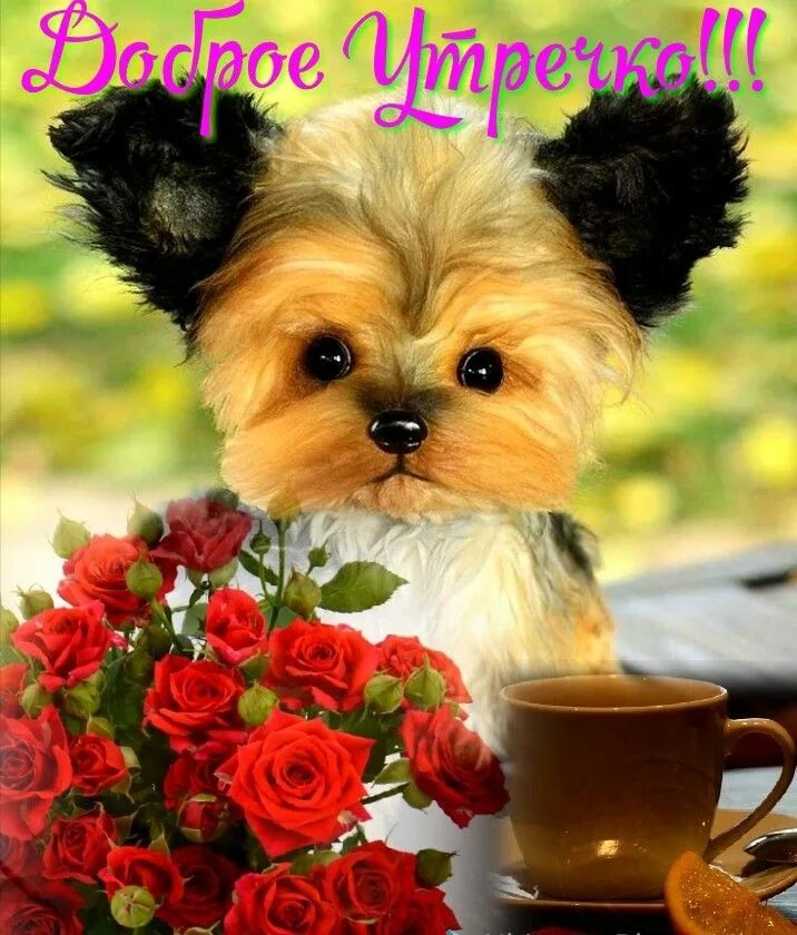 Картинки добрым утром с животными новые Pin by Юля Климачева on доброе утро Good morning, Animals, Beautiful art