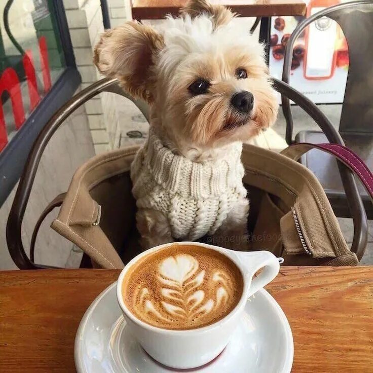 Картинки добрым утром с животными новые #animals #mals #puppy #coffee #animal #cute #dog #pet #kaffe https://weheartit.c