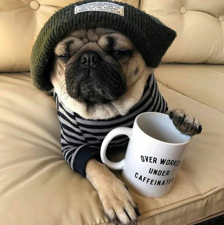 Картинки добрым утром с животными новые Pin de Matveyeva Tanya en Доски вдохновения Perros pug, Fotos divertidas de perr