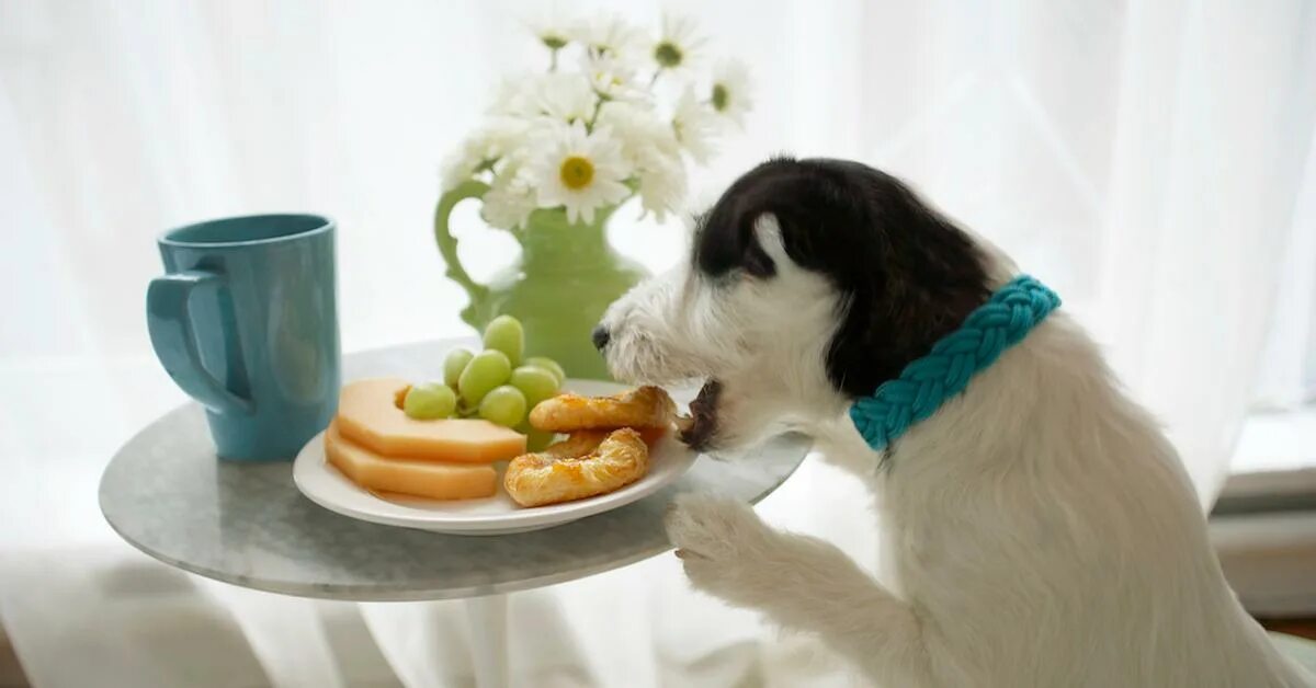 Картинки добрым утром с животными новые Can Dogs Eat Grapes? Here's What Happens If They Do