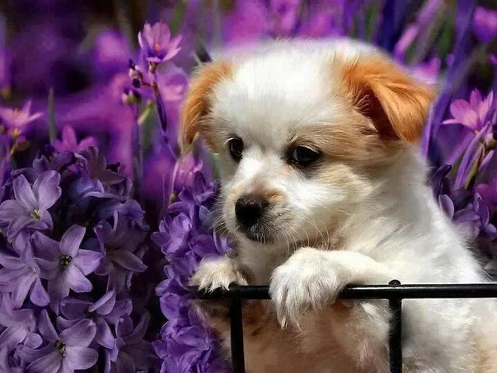 Картинки добрый день животные бесплатно скачать HAVE A NICE DAY: Fotos Cute little dogs, Cute dogs, Animals
