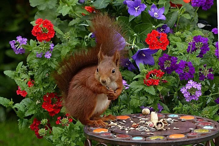 Картинки добрый день животные бесплатно скачать Squirrel Sciurus Vulgaris Major Mamma Squirrel, Fox squirrel, Do squirrels hiber