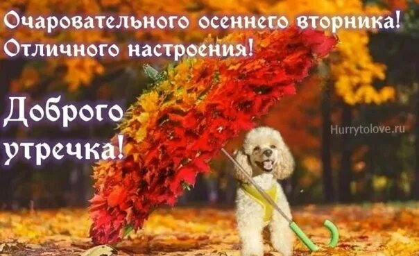 Картинки добрый осенний вечер вторника Желаем мы удачи Вам сегодня! Пусть вторник будет лёгким и простым! 2022 Верхний 