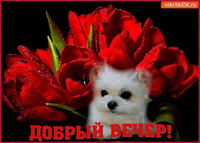 Картинки добрый вечер бесплатно мерцающие прикольные Good evening! 2023 Цветоландия СПб VK