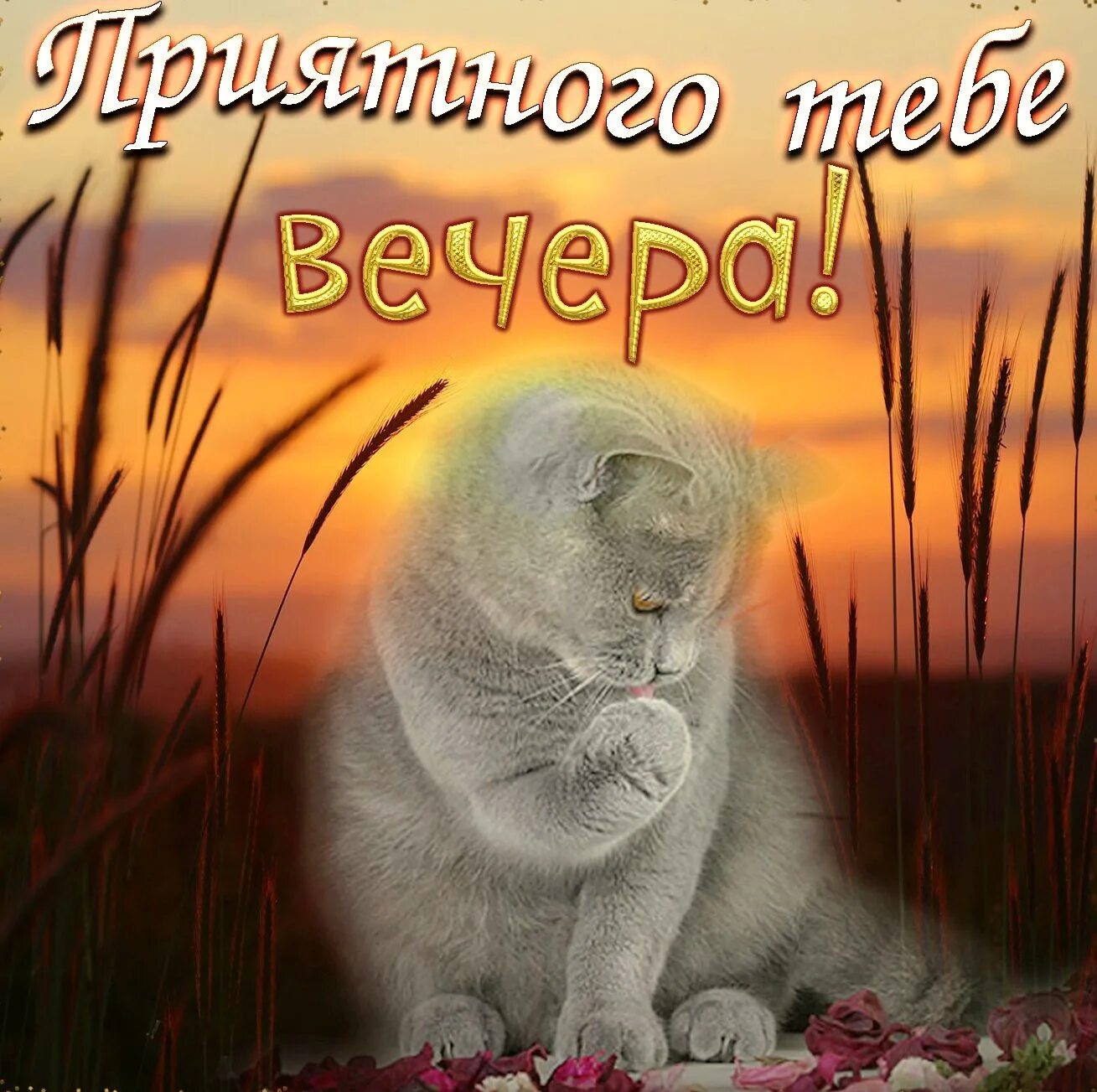 Картинки добрый вечер красивые с котиками пожеланиями Приятного тебе вечера! 2023 Красивые открытки и поздравления с праздниками ВКонт