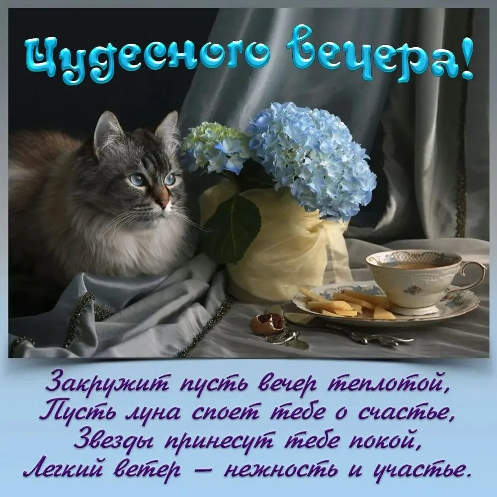 Картинки добрый вечер красивые с котиками пожеланиями Картинки чудесного вечера - Картинки Доброго вечера! для женщины (233 шт.) modaw