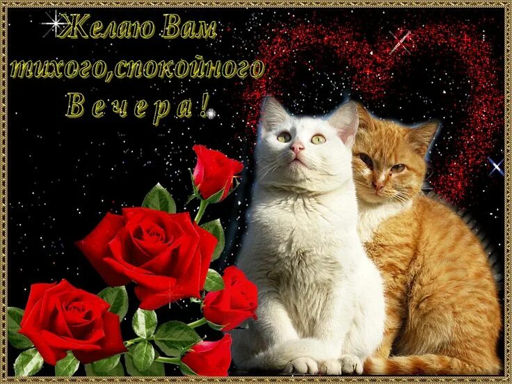 Картинки добрый вечер красивые с котиками пожеланиями Hela-csendes estéket Кошечка, Животные, Анимация