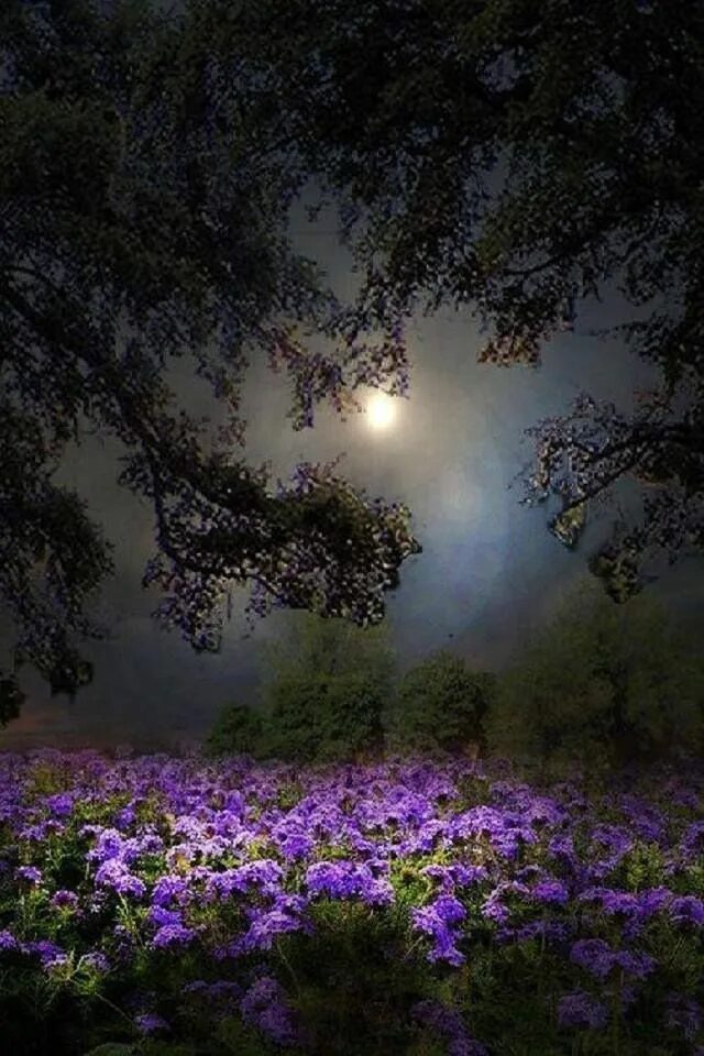 Картинки добрый вечер лес Purple flowers under the moon Beautiful nature, Nature, Beautiful moon