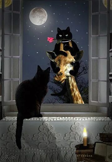 Картинки добрый вечер октября с животными Pin von ＫＥＮＤＲＡ auf ♞ Gif Animals Schwarze katze kunst, Seltsame katzen, Süße kat