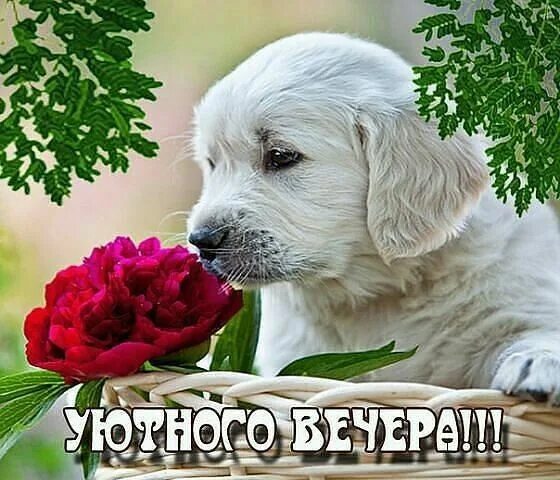 Картинки добрый вечер октября с животными Пин на доске добрый день Собачки, Доброе утро, Спокойной ночи