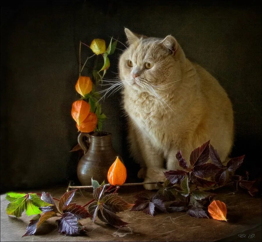 Картинки добрый вечер октября с животными Осенний Кот. Photographer Eleonora Grigorjeva